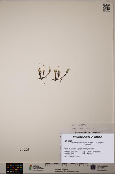 Phylloscirpus acaulis [Espécimen: ULS:ULS:0023798]