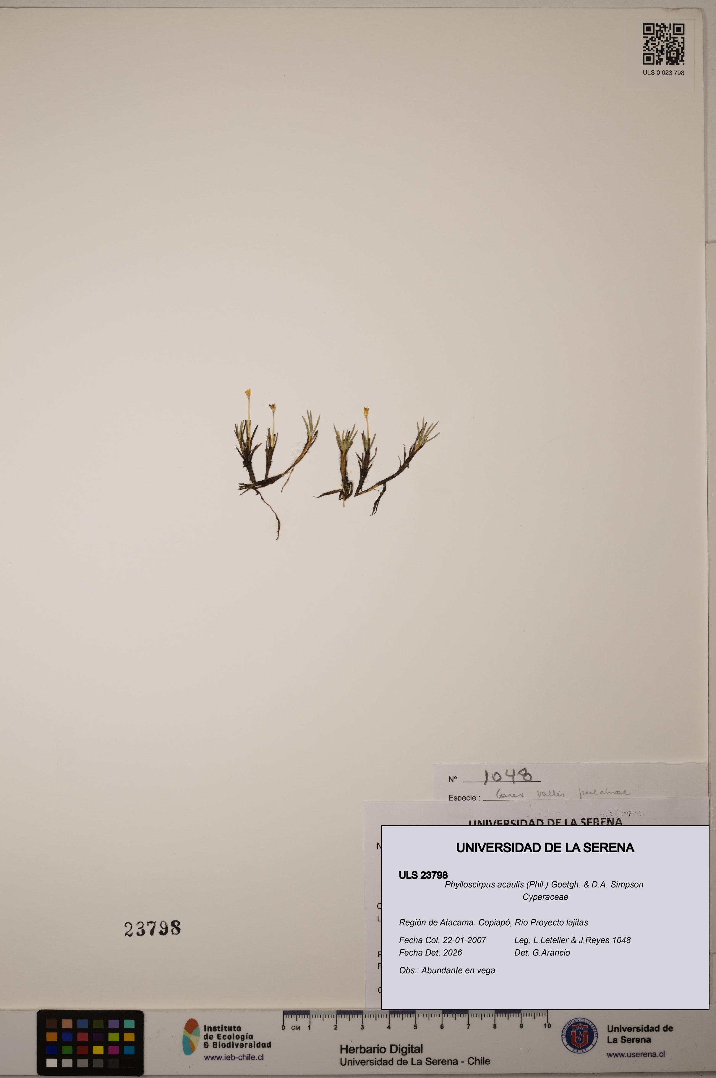 Phylloscirpus acaulis [Espécimen: ULS:ULS:0023798]