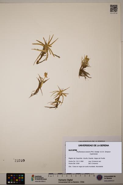 Phylloscirpus acaulis [Espécimen: ULS:ULS:0023799]