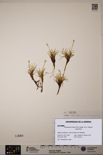 Phylloscirpus acaulis [Espécimen: ULS:ULS:0023800]