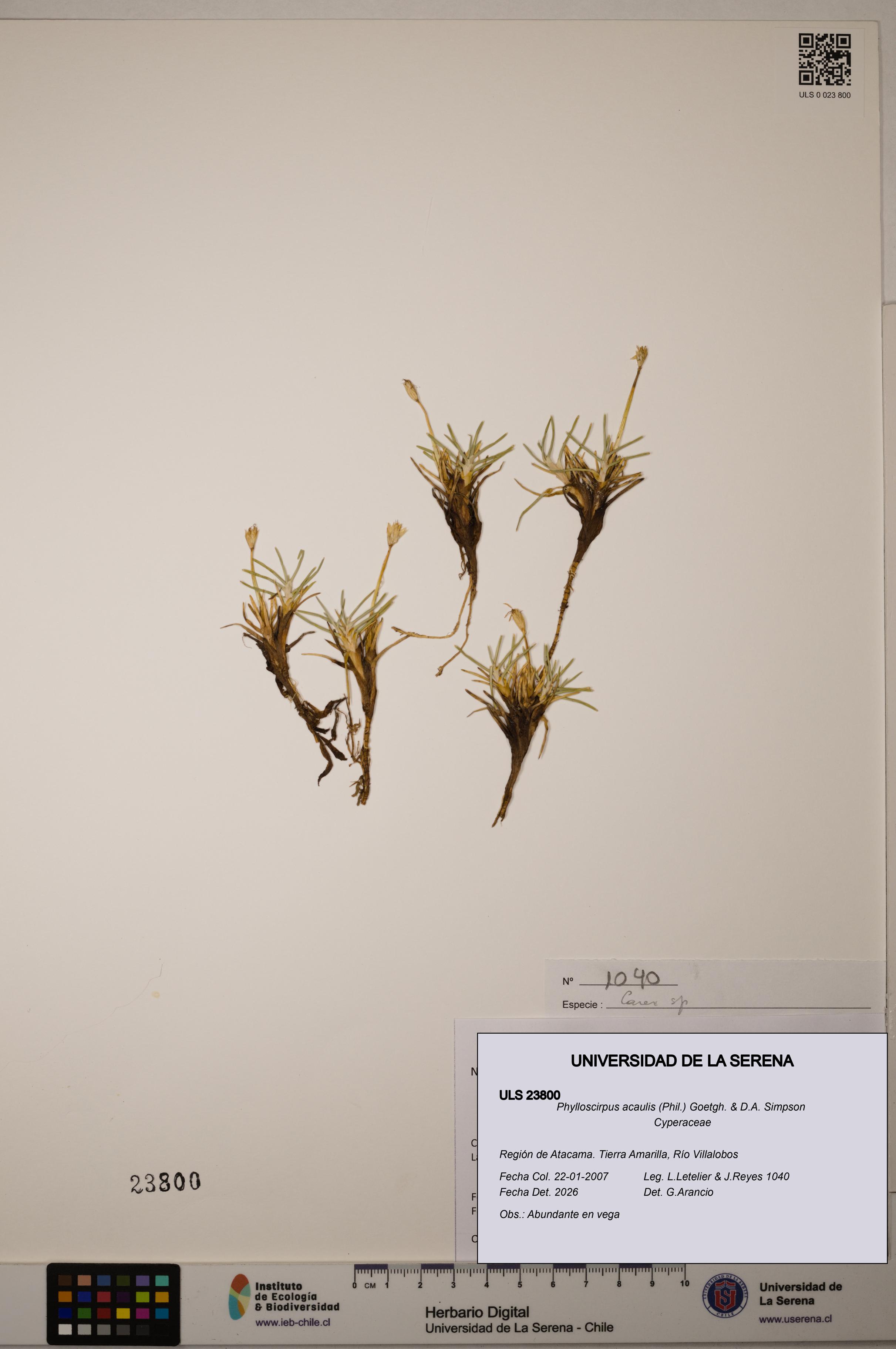 Phylloscirpus acaulis [Espécimen: ULS:ULS:0023800]