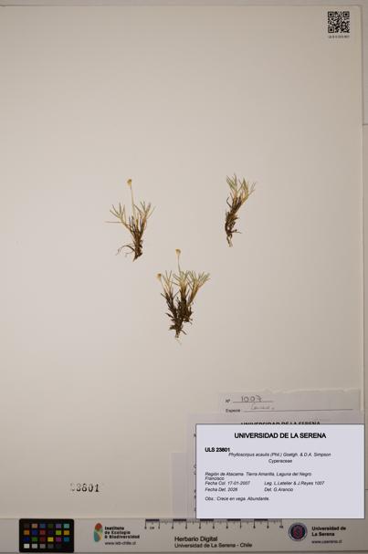 Phylloscirpus acaulis [Espécimen: ULS:ULS:0023801]