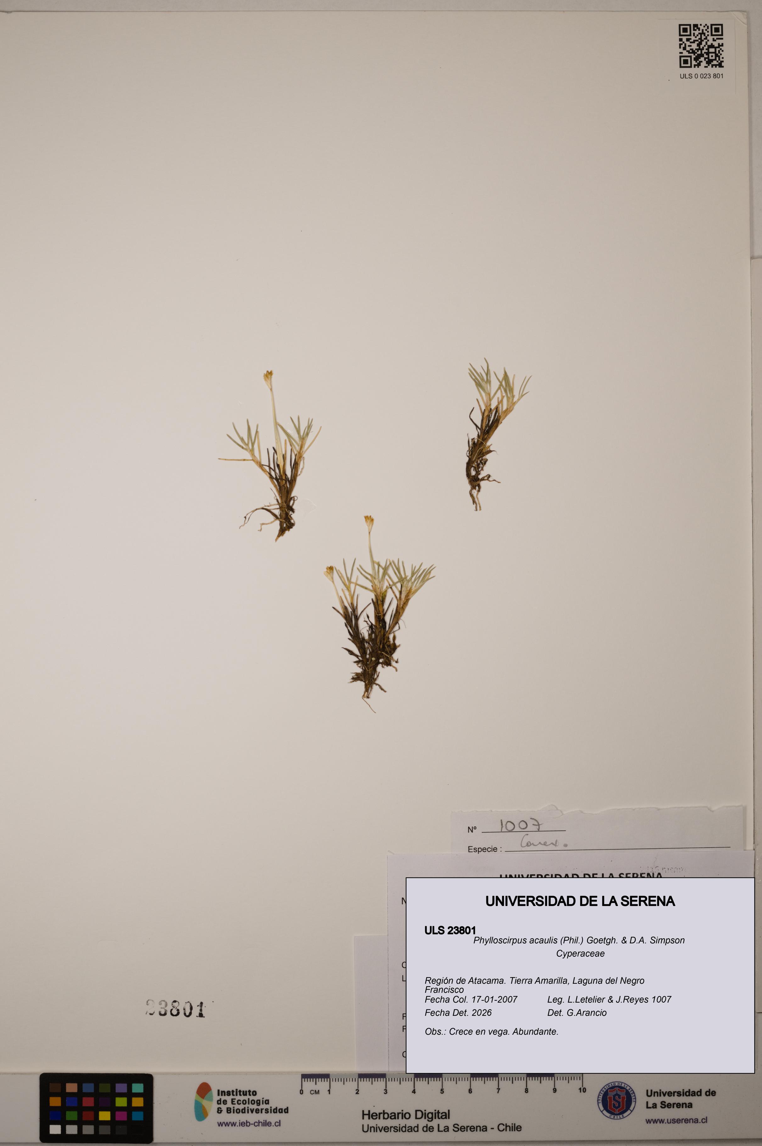 Phylloscirpus acaulis [Espécimen: ULS:ULS:0023801]