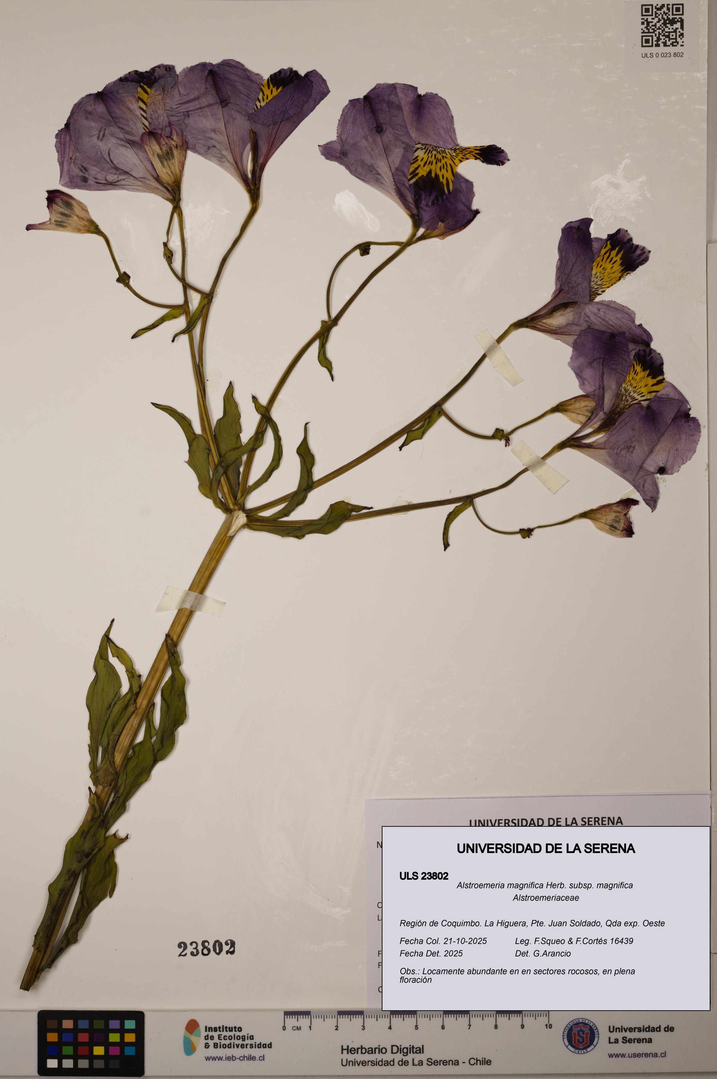 Alstroemeria magnifica [Espécimen: ULS:ULS:0023802]