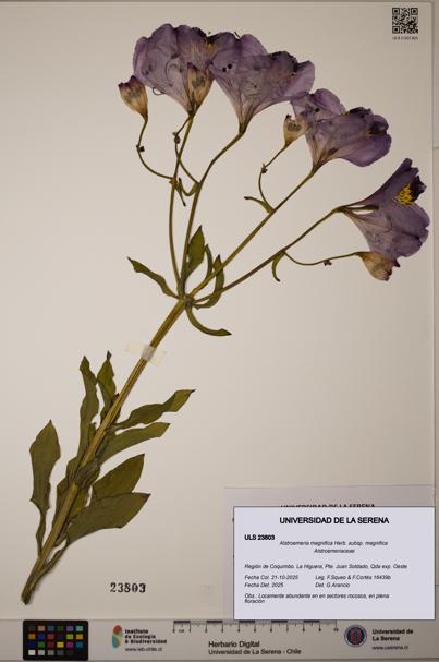 Alstroemeria magnifica [Espécimen: ULS:ULS:0023803]