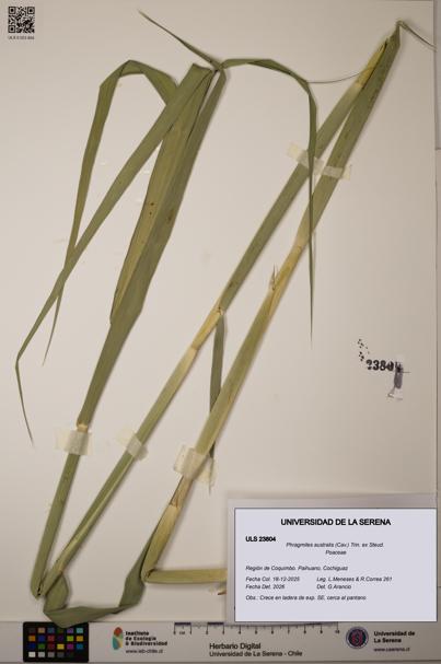 Phragmites australis [Espécimen: ULS:ULS:0023804]