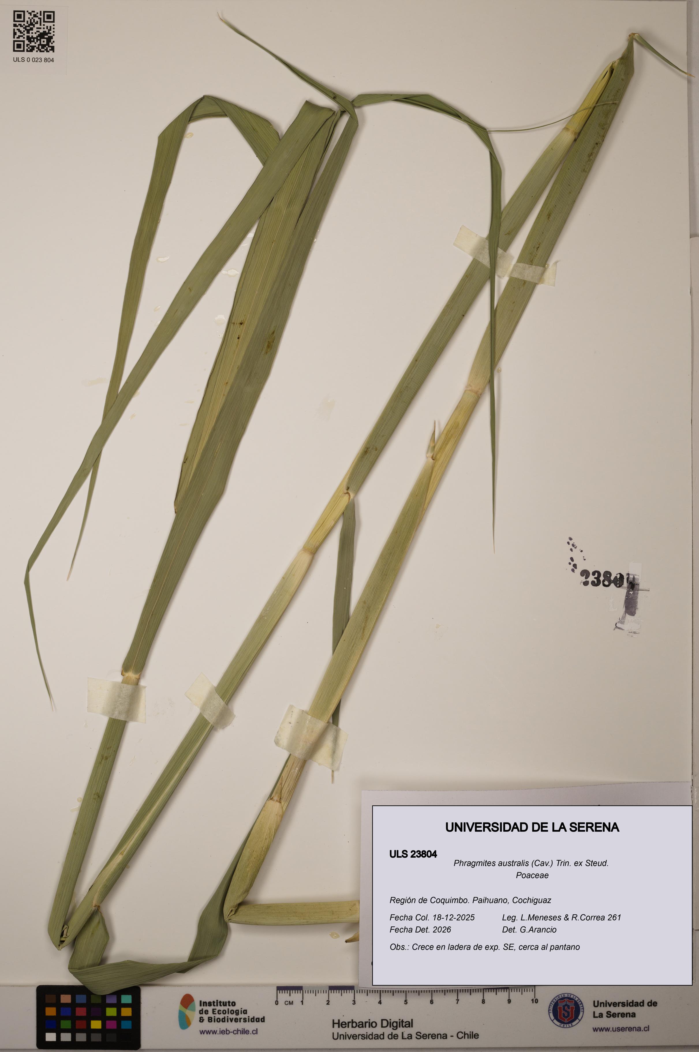 Phragmites australis [Espécimen: ULS:ULS:0023804]