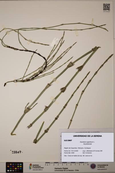 Equisetum giganteum [Espécimen: ULS:ULS:0023807]