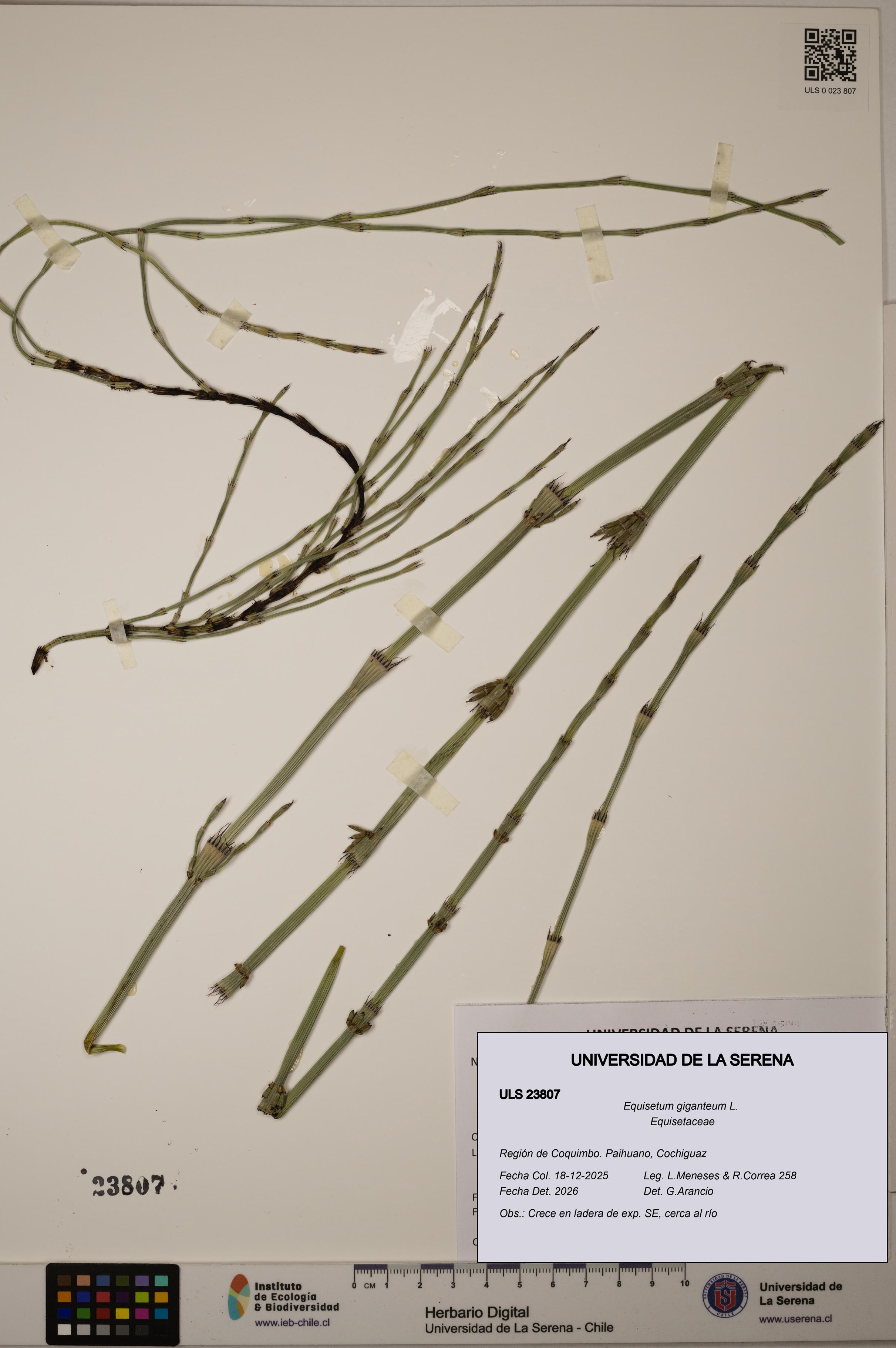 Equisetum giganteum [Espécimen: ULS:ULS:0023807]