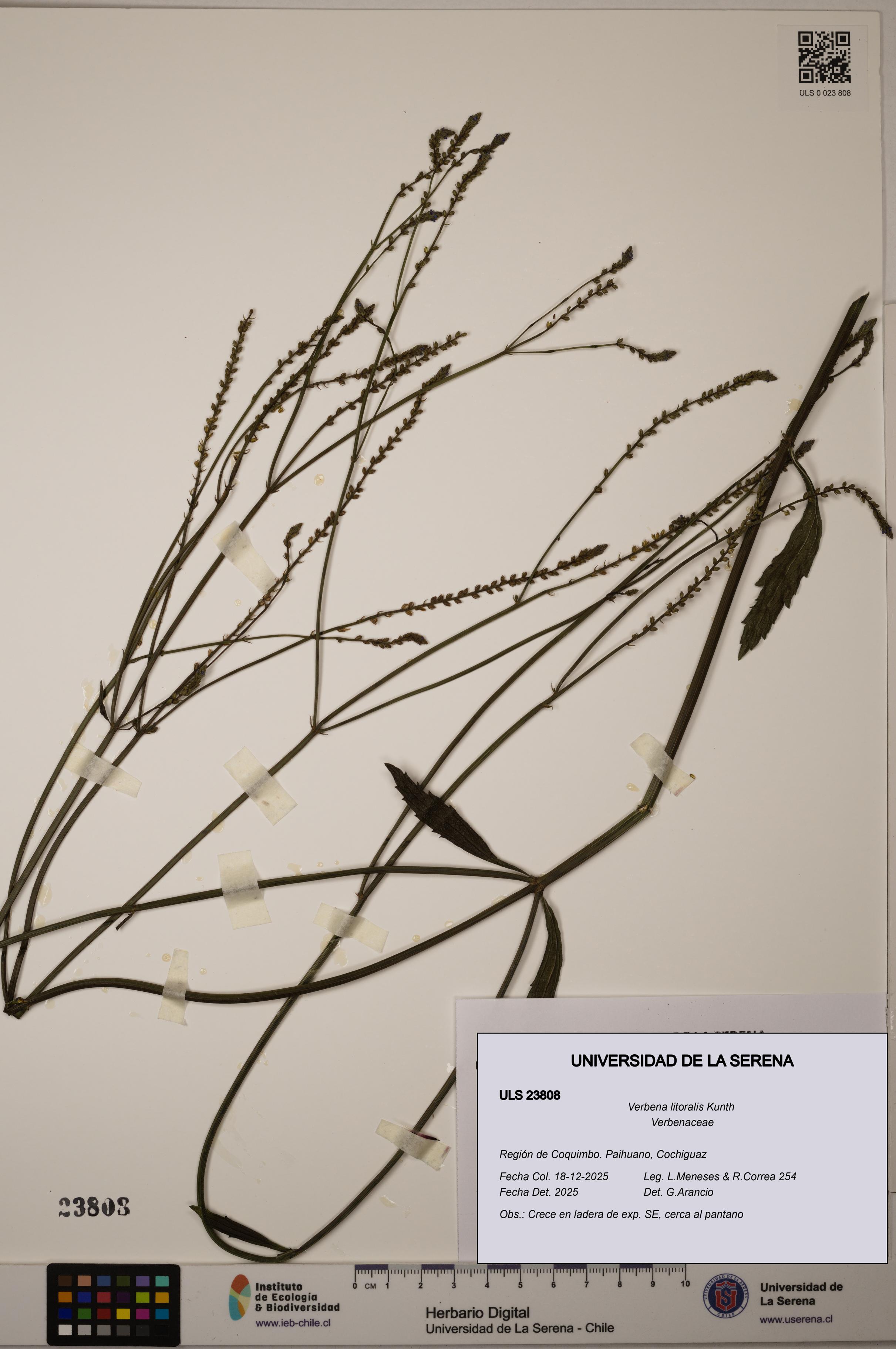 Verbena litoralis [Espécimen: ULS:ULS:0023808]