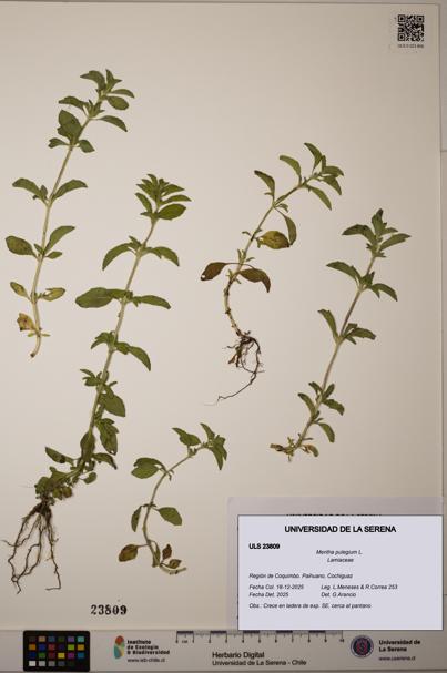 Mentha pulegium [Espécimen: ULS:ULS:0023809]