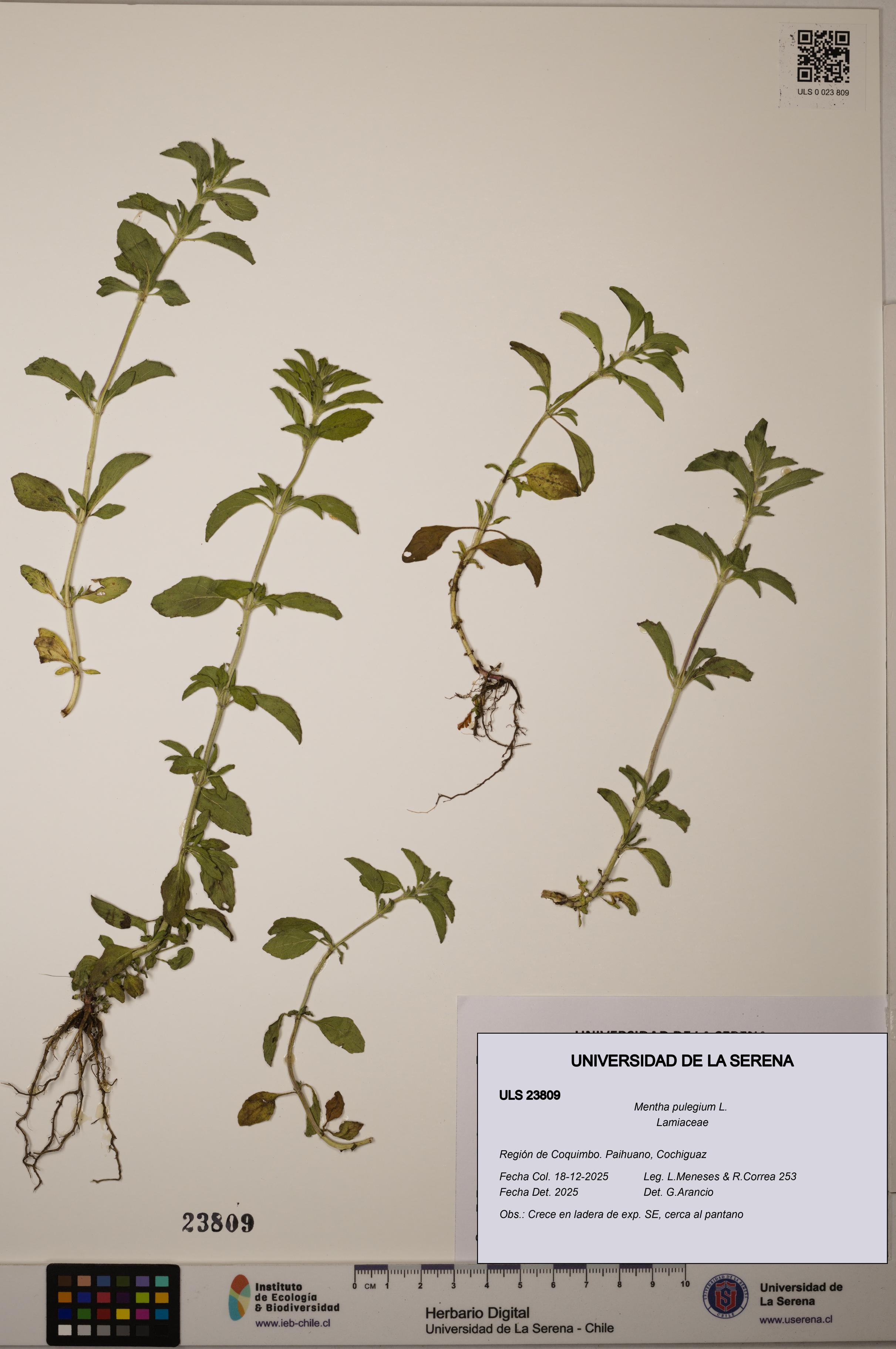 Mentha pulegium [Espécimen: ULS:ULS:0023809]