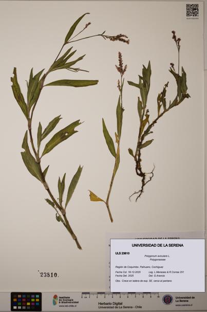 Polygonum aviculare [Espécimen: ULS:ULS:0023810]