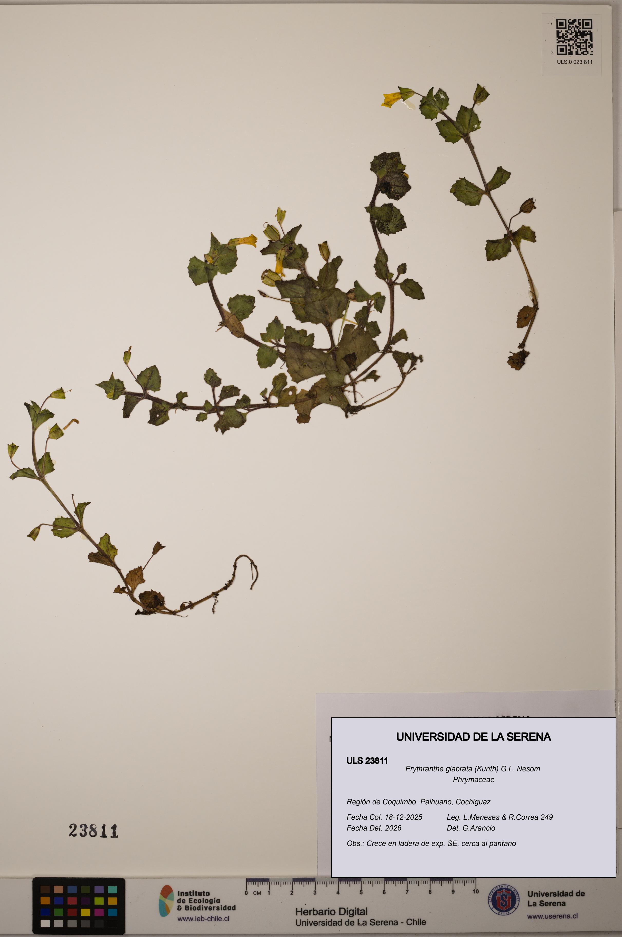 Erythranthe glabrata [Espécimen: ULS:ULS:0023811]