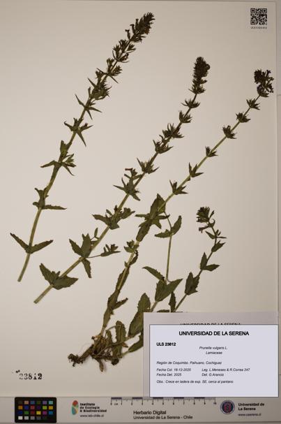 Prunella vulgaris [Espécimen: ULS:ULS:0023812]