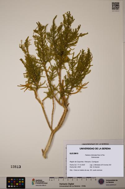 Fabiana imbricata [Espécimen: ULS:ULS:0023813]
