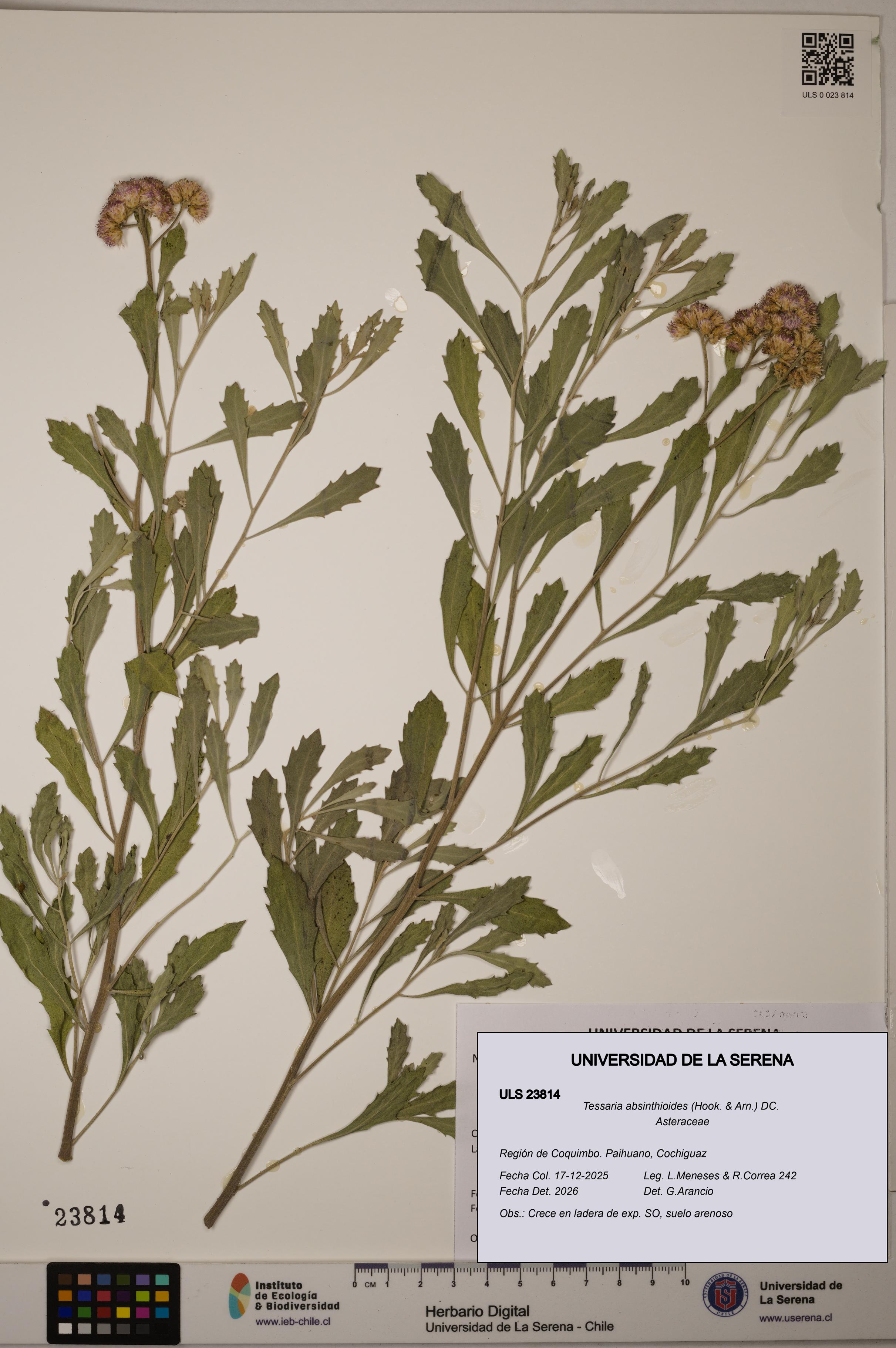 Tessaria absinthioides [Espécimen: ULS:ULS:0023814]