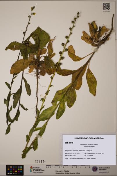 Verbascum virgatum [Espécimen: ULS:ULS:0023815]
