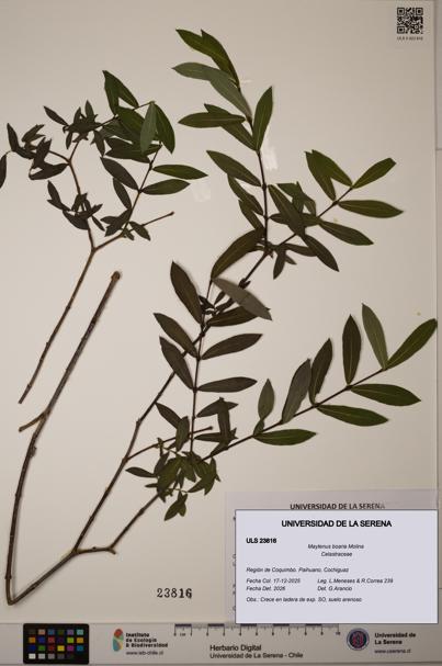 Maytenus boaria [Espécimen: ULS:ULS:0023816]