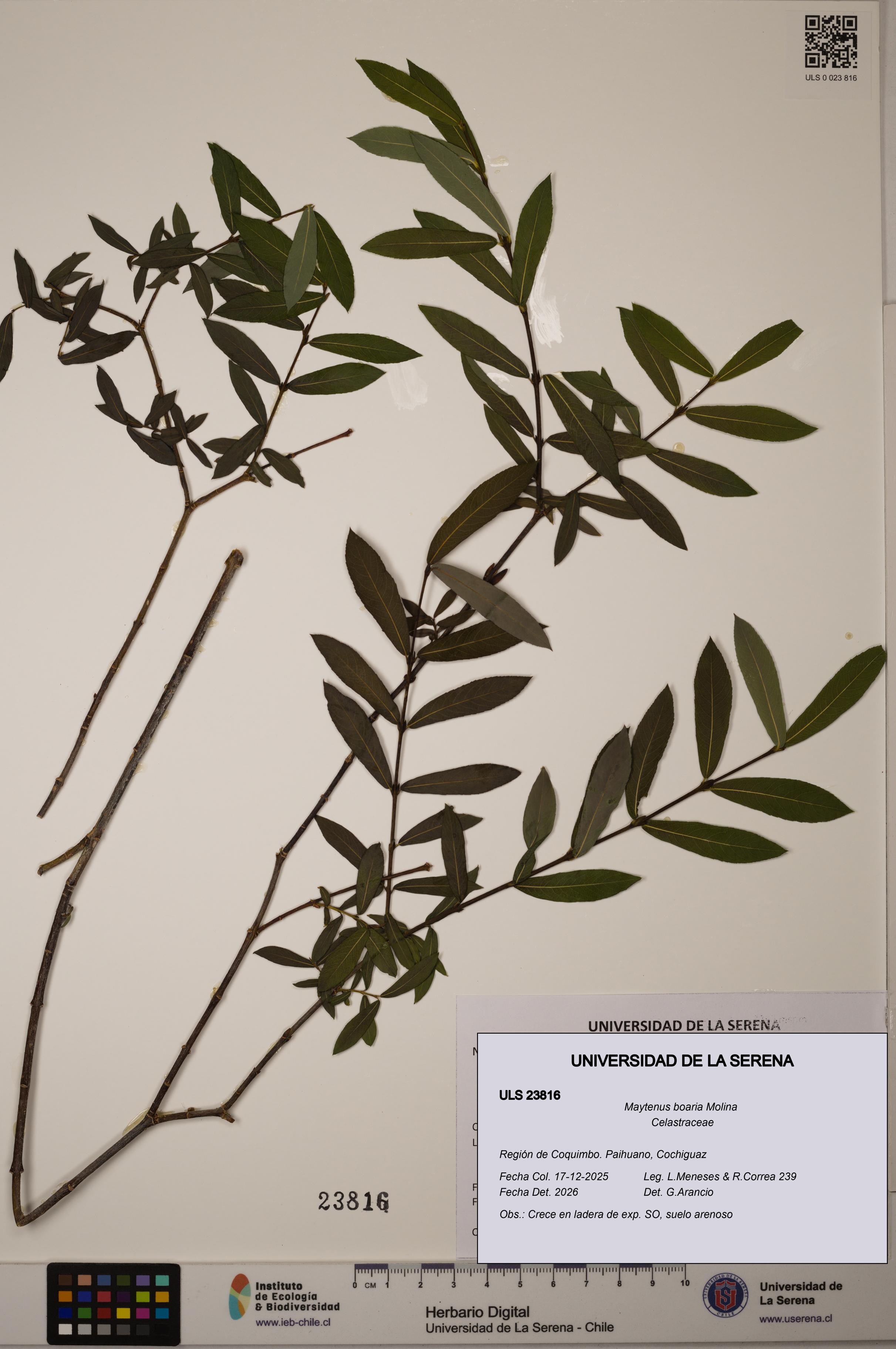 Maytenus boaria [Espécimen: ULS:ULS:0023816]