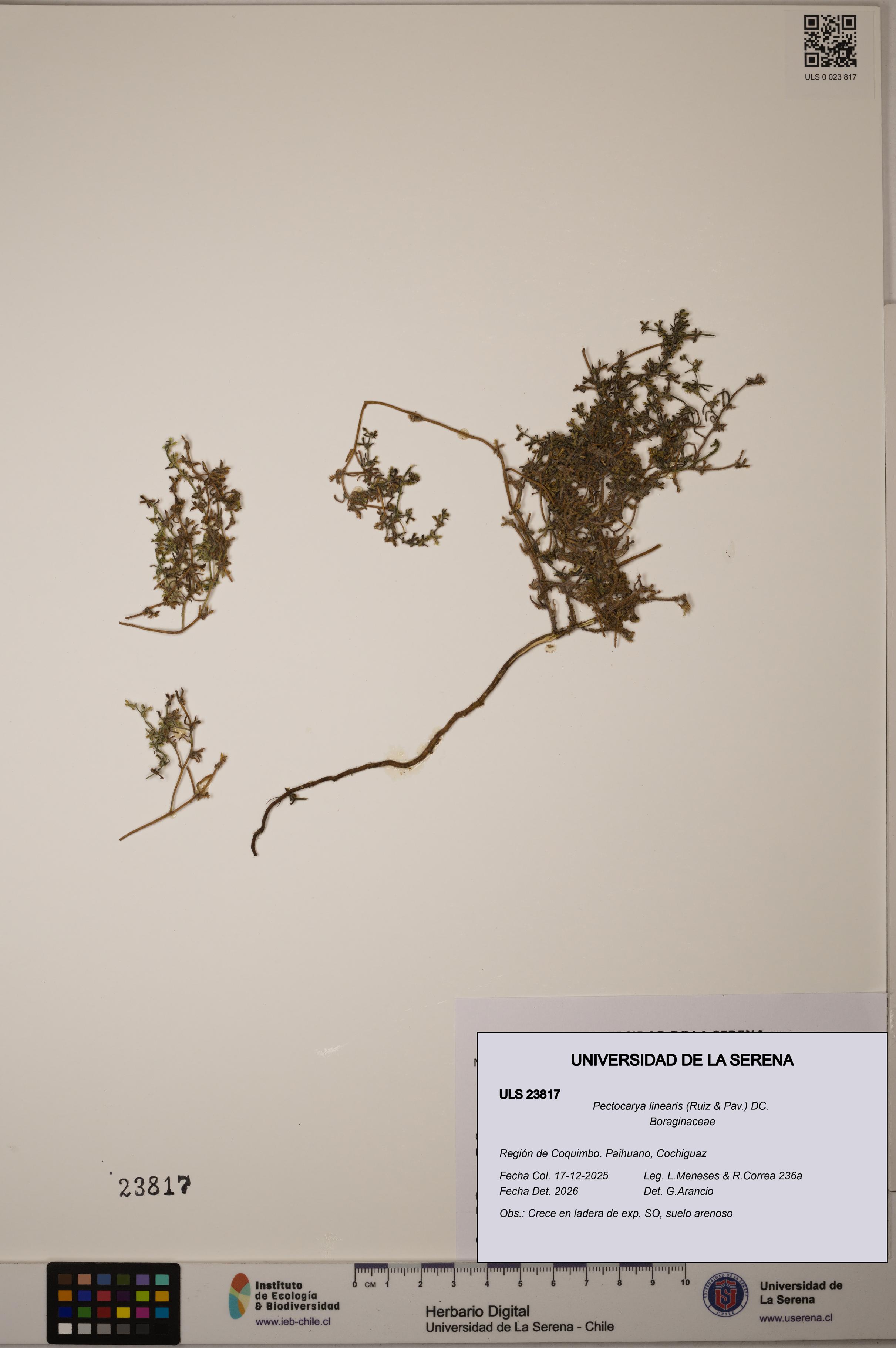 Pectocarya linearis [Espécimen: ULS:ULS:0023817]