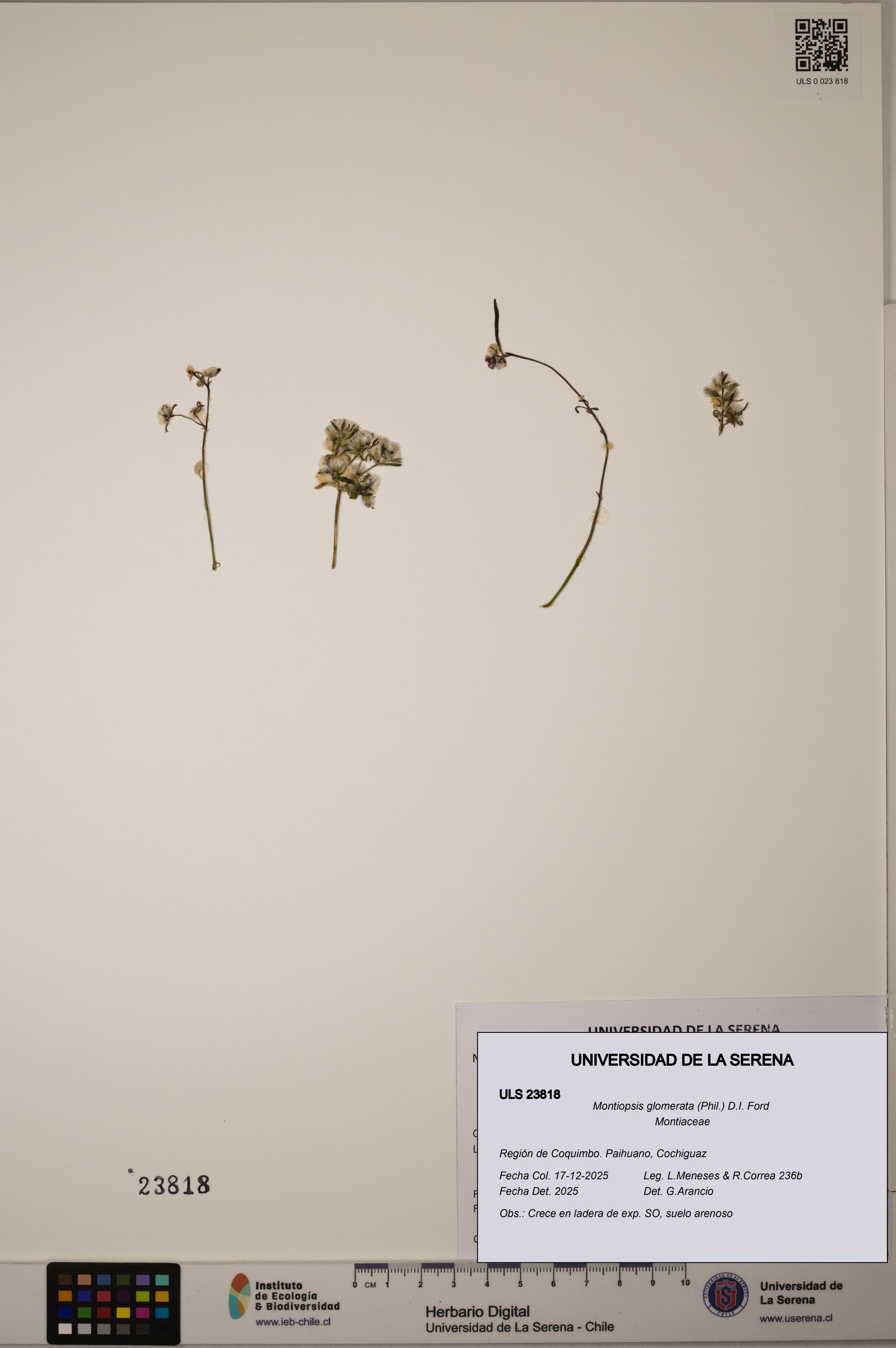 Montiopsis glomerata [Espécimen: ULS:ULS:0023818]