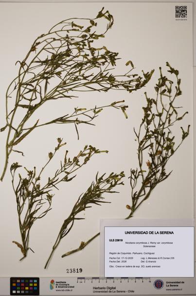 Nicotiana corymbosa var. corymbosa [Espécimen: ULS:ULS:0023819]