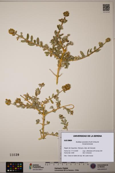 Buddleja suaveolens [Espécimen: ULS:ULS:0023820]