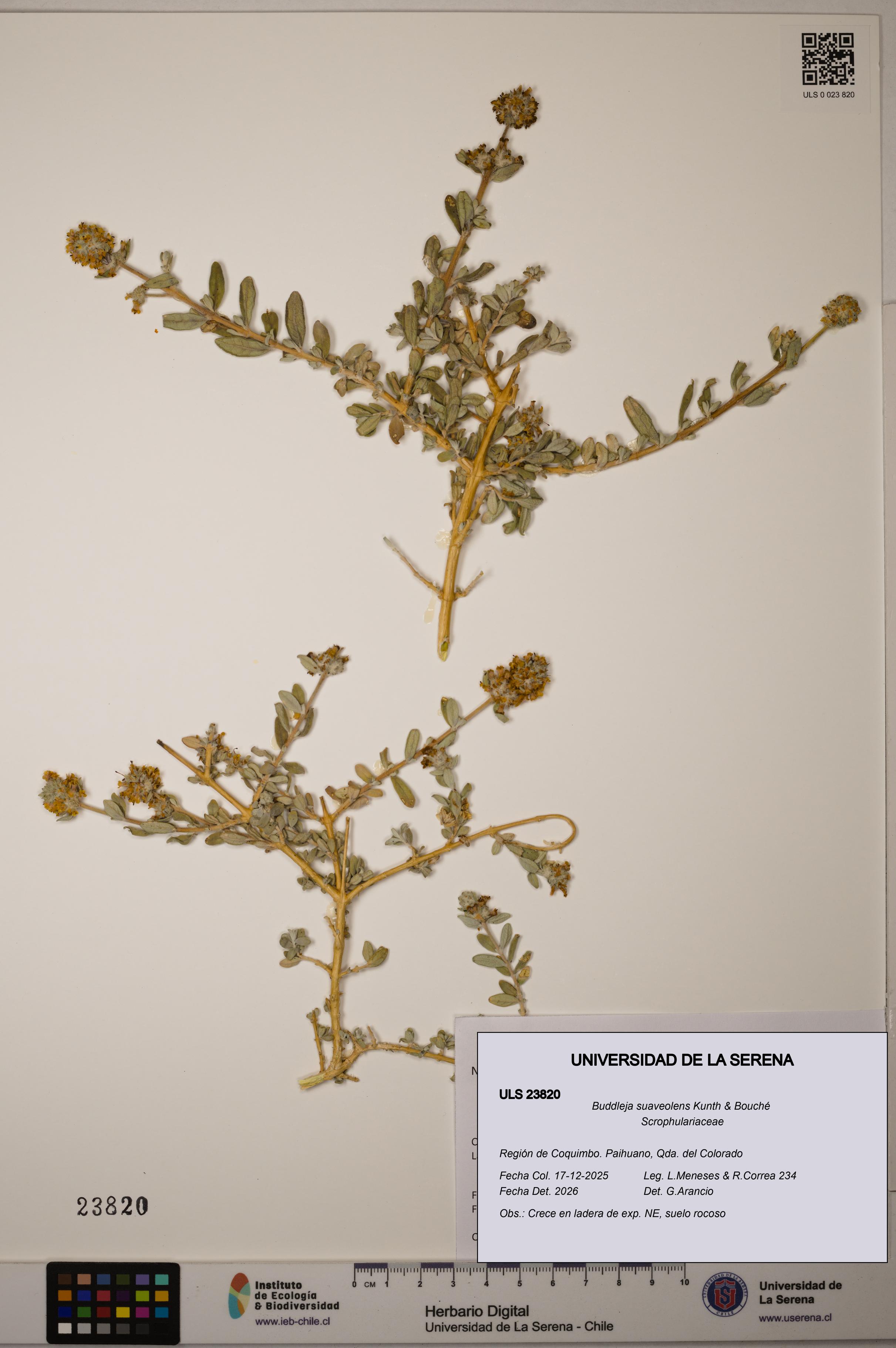 Buddleja suaveolens [Espécimen: ULS:ULS:0023820]