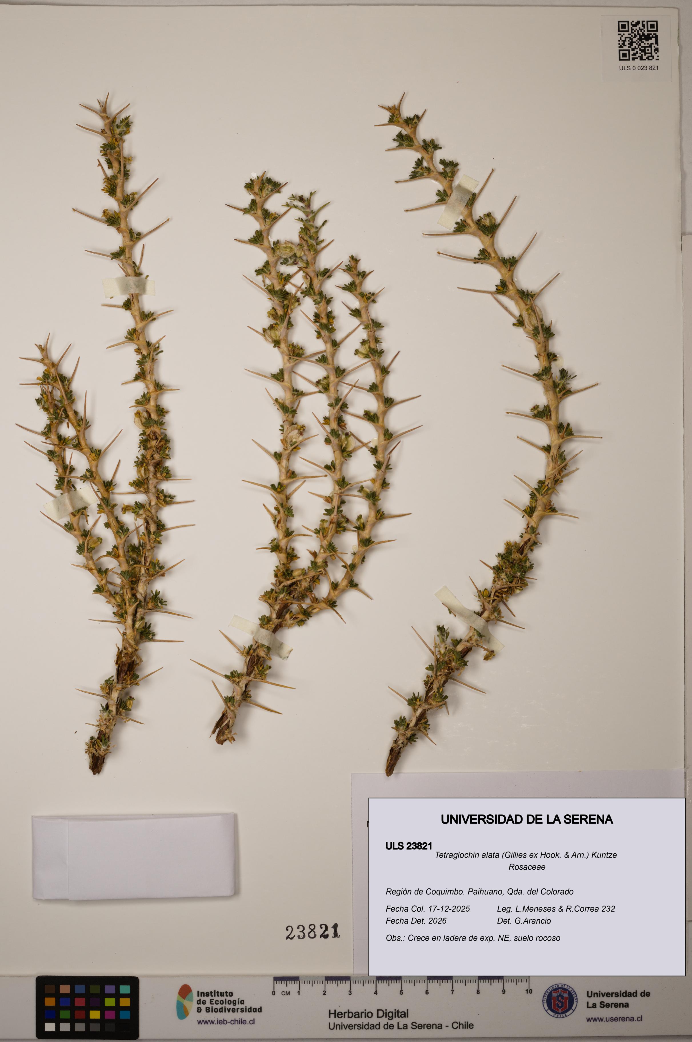 Tetraglochin alata [Espécimen: ULS:ULS:0023821]