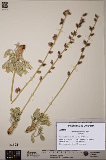 Acaena splendens [Espécimen: ULS:ULS:0023822]