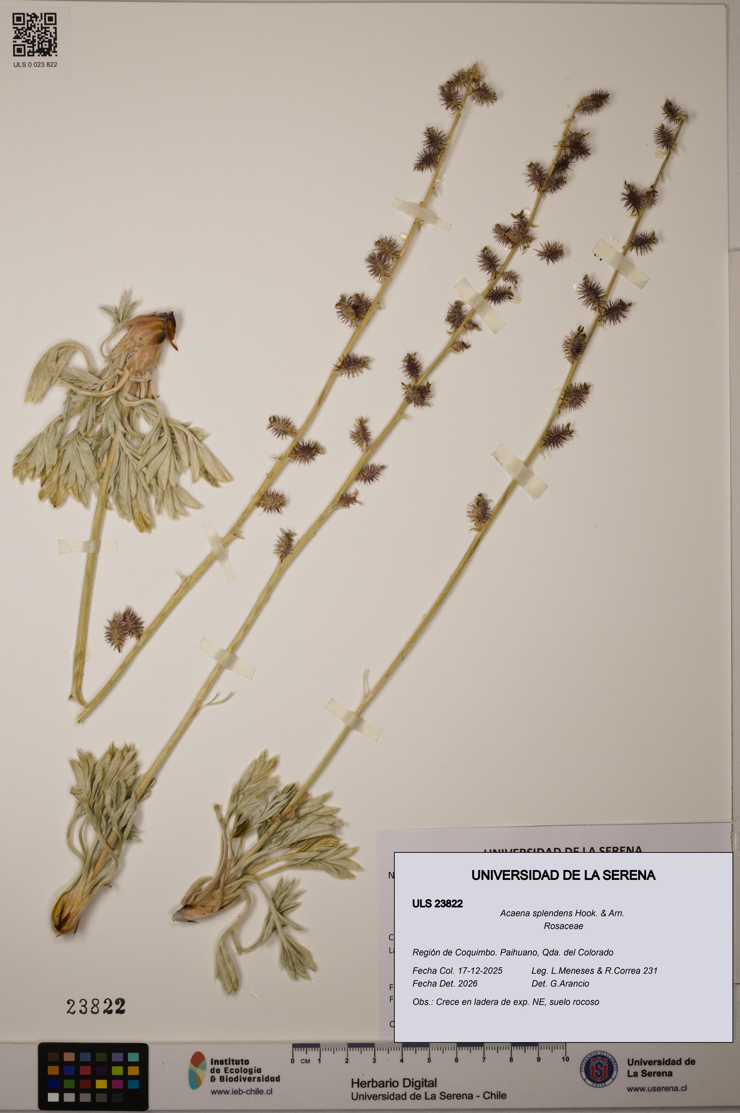 Acaena splendens [Espécimen: ULS:ULS:0023822]