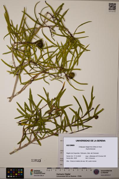 Colliguaja integerrima [Espécimen: ULS:ULS:0023823]