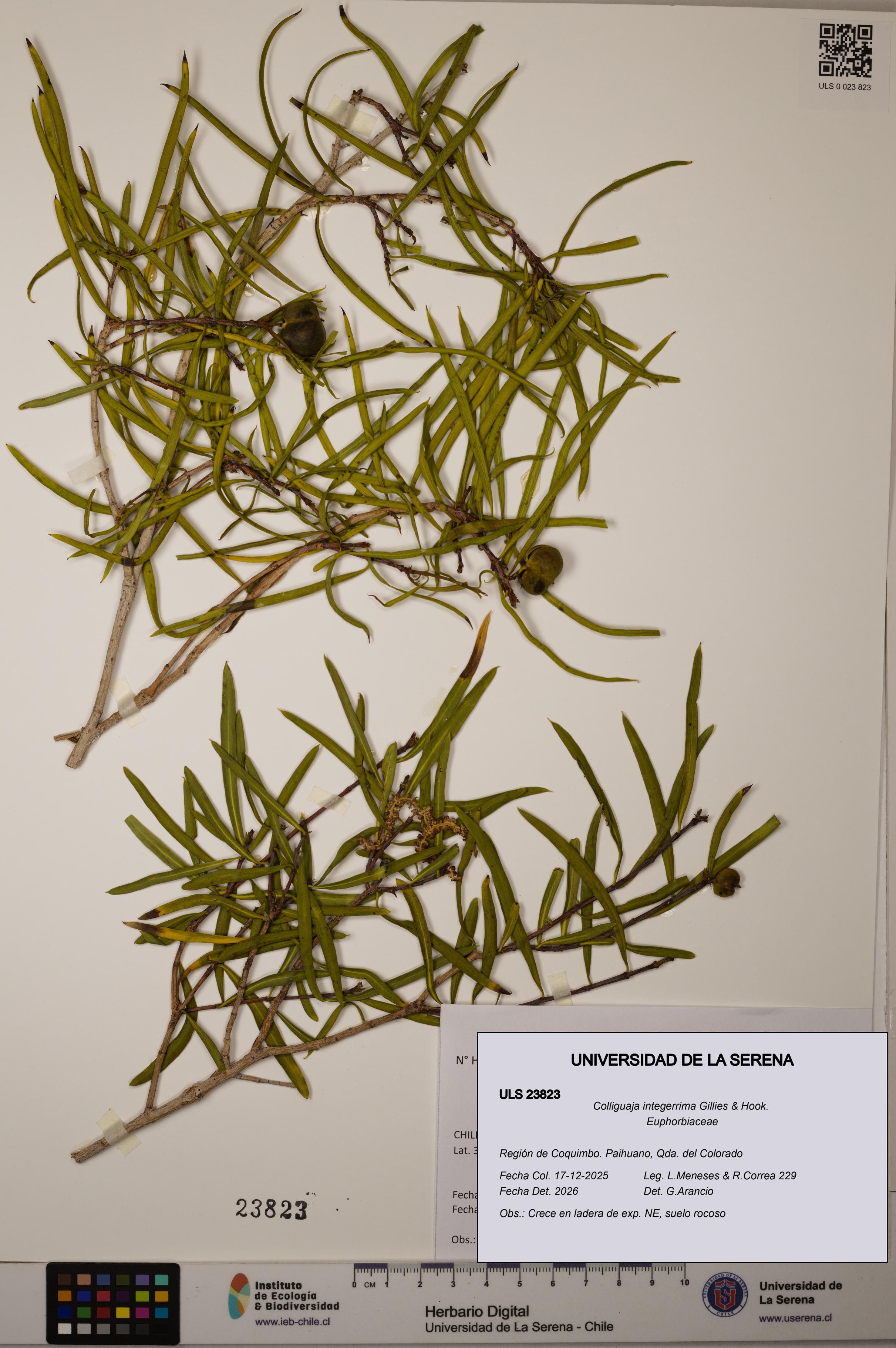 Colliguaja integerrima [Espécimen: ULS:ULS:0023823]