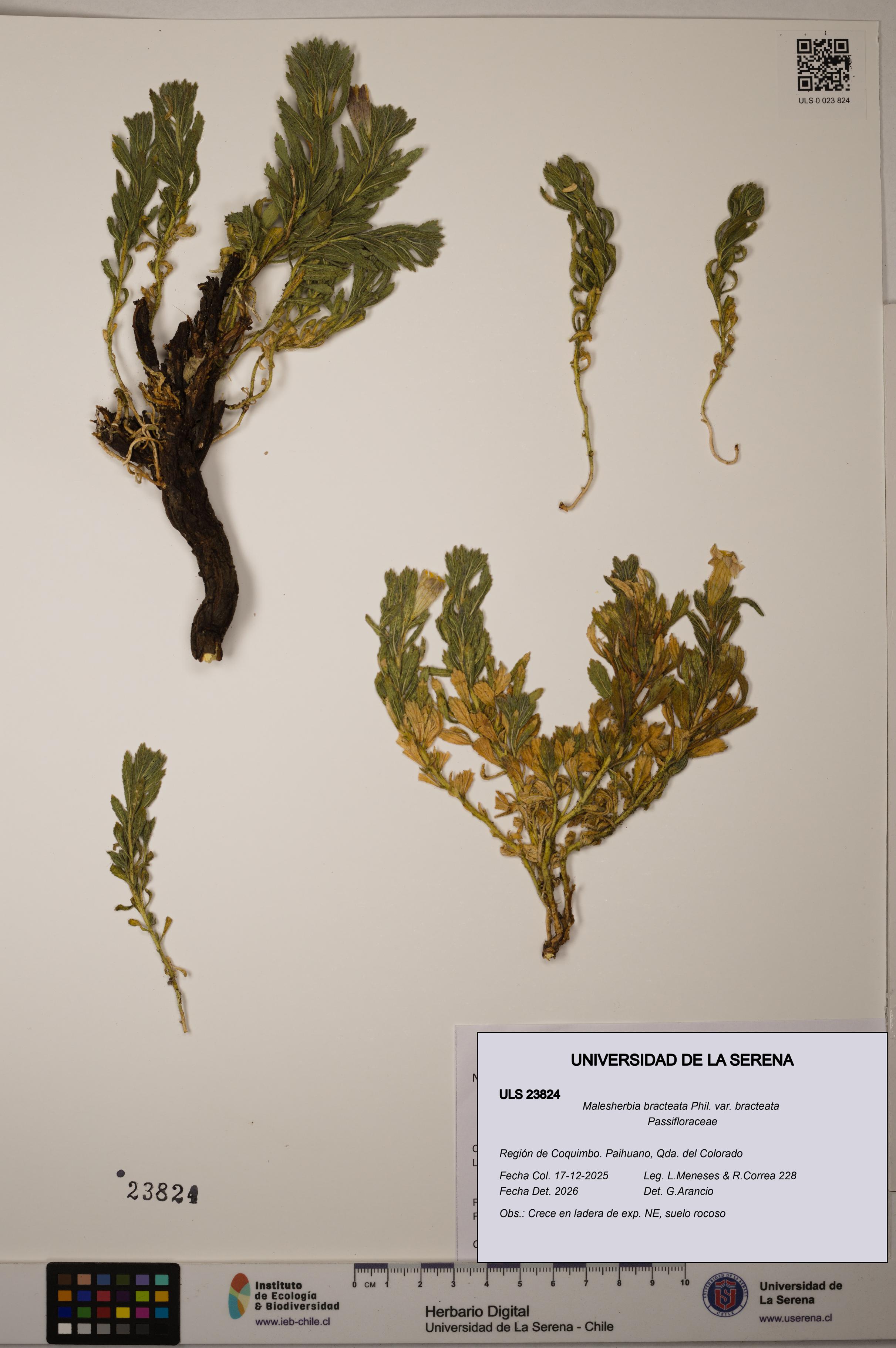 Malesherbia bracteata [Espécimen: ULS:ULS:0023824]