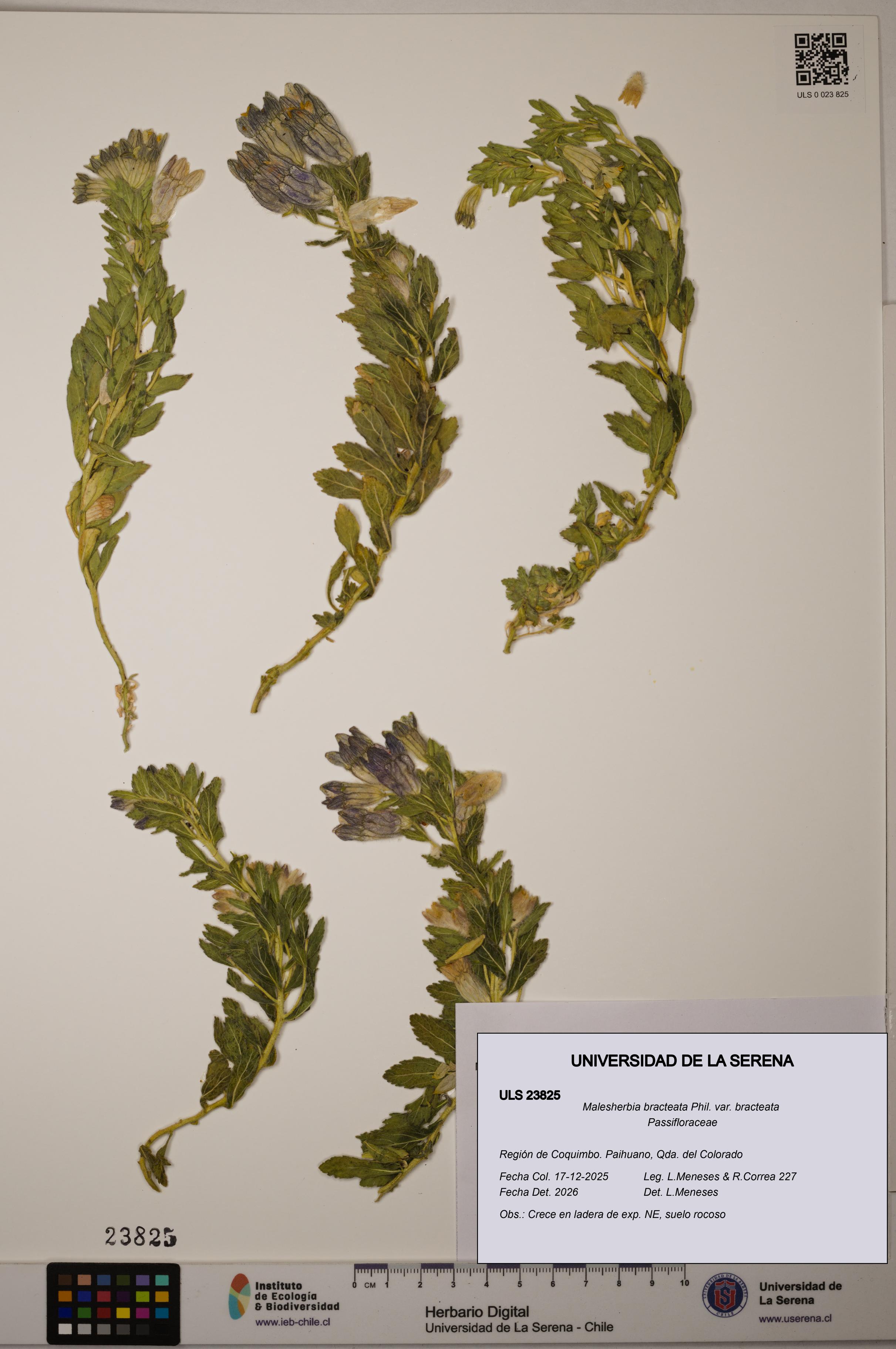 Malesherbia bracteata [Espécimen: ULS:ULS:0023825]