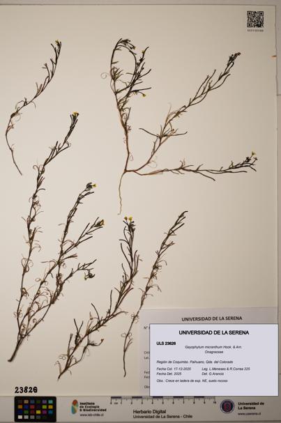 Gayophytum micranthum [Espécimen: ]
