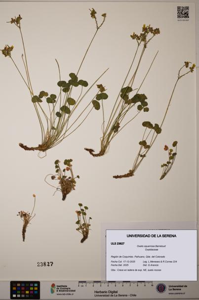 Oxalis squarrosa [Espécimen: ULS:ULS:0023827]