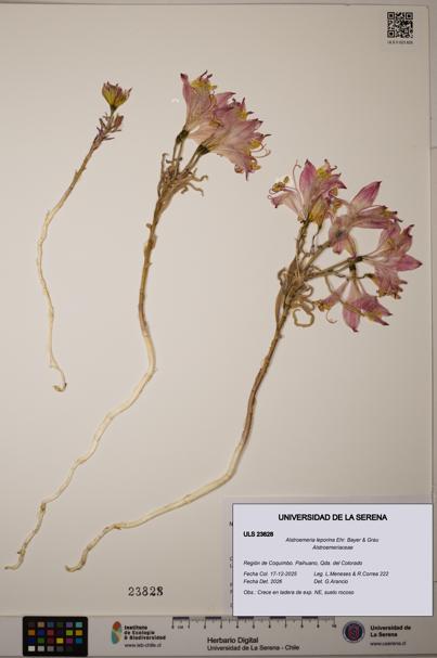 Alstroemeria leporina [Espécimen: ULS:ULS:0023828]