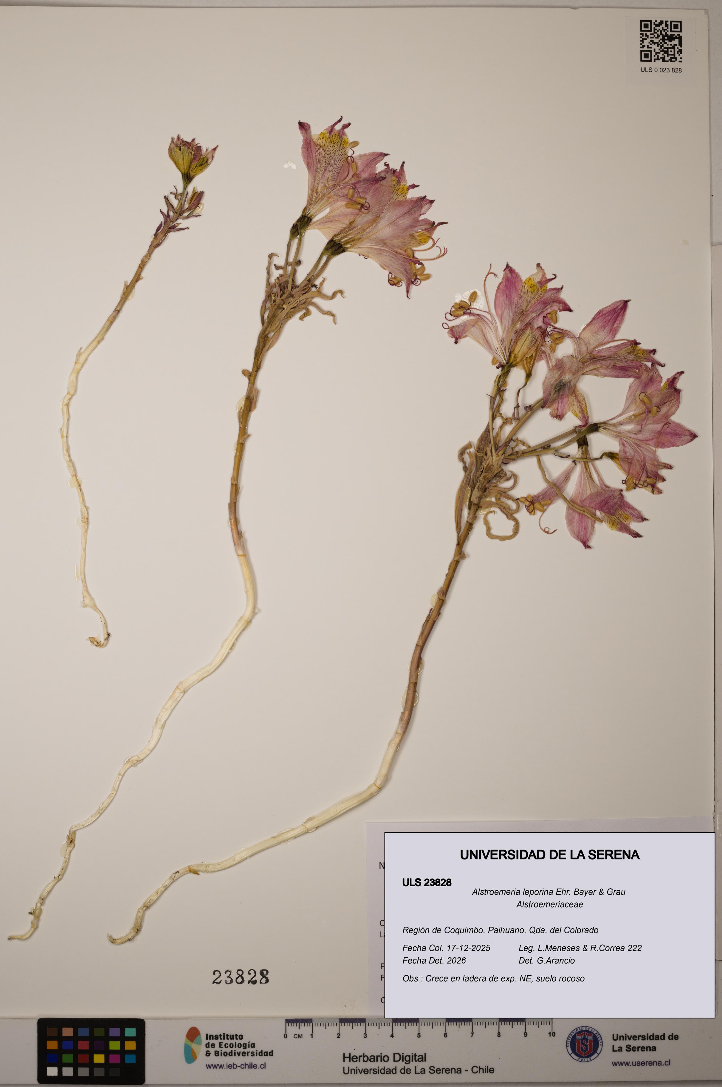 Alstroemeria leporina [Espécimen: ULS:ULS:0023828]