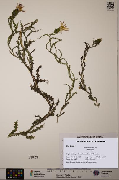 Mutisia sinuata [Espécimen: ULS:ULS:0023829]