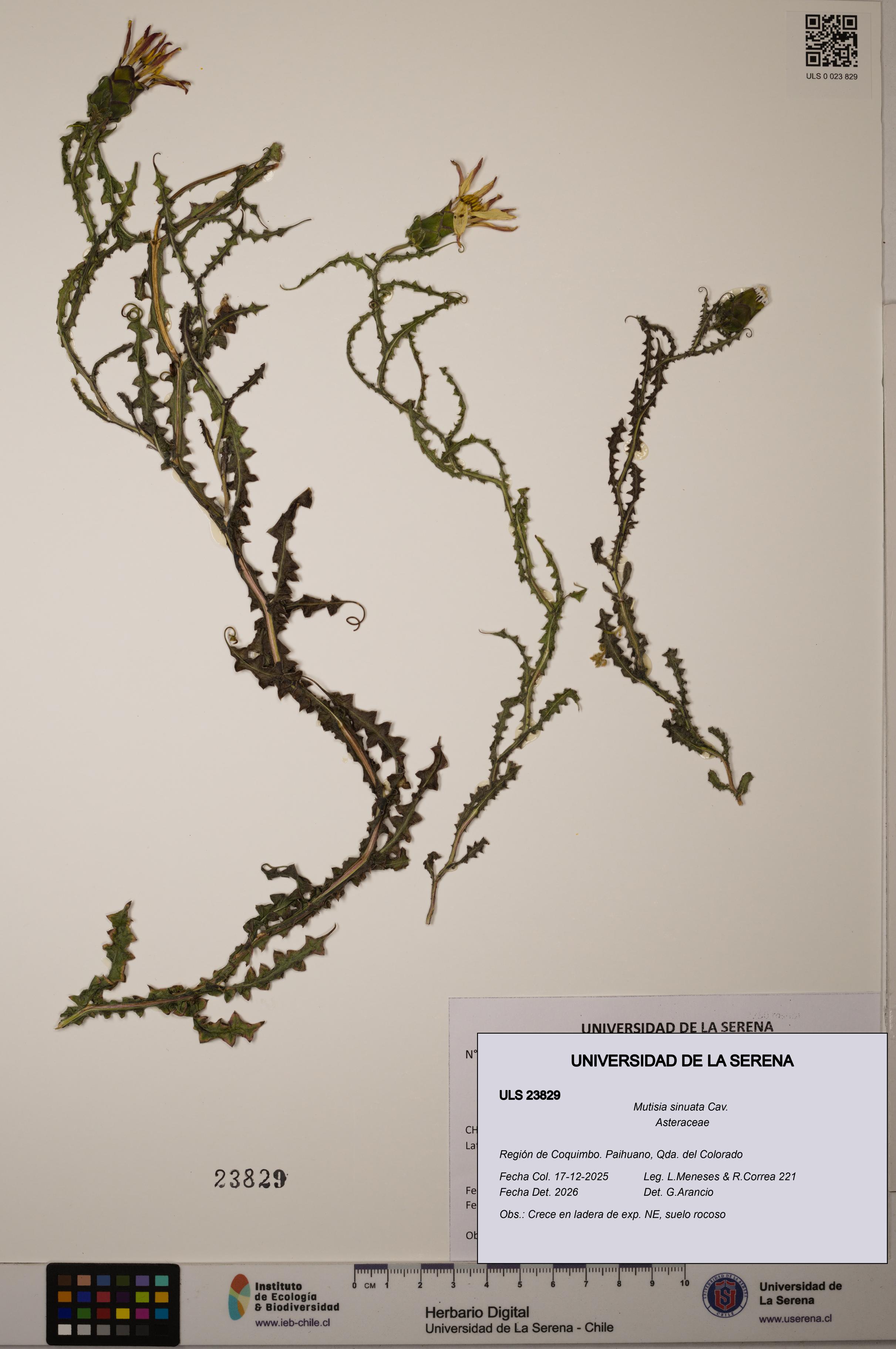 Mutisia sinuata [Espécimen: ULS:ULS:0023829]