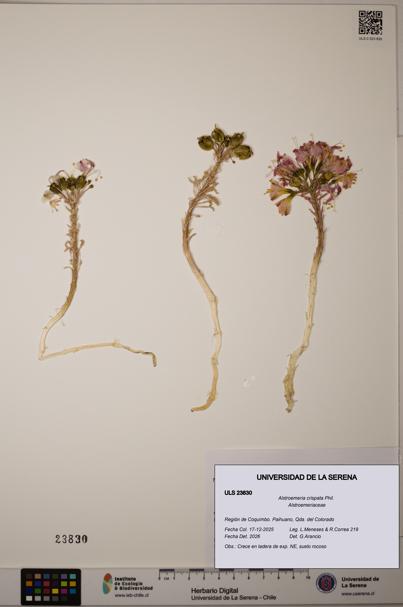 Alstroemeria crispata [Espécimen: ULS:ULS:0023830]