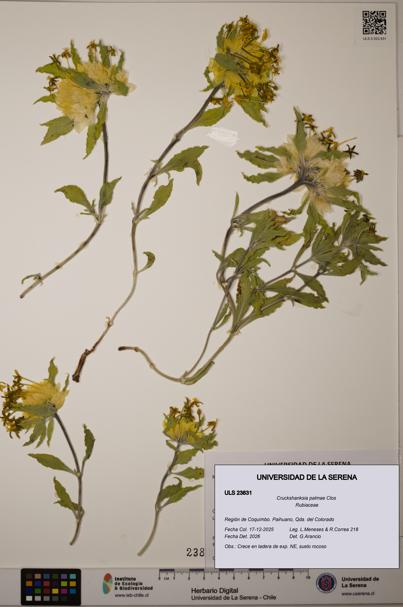 Cruckshanksia palmae [Espécimen: ULS:ULS:0023831]