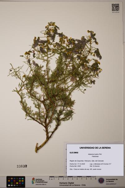 Adesmia hystrix [Espécimen: ULS:ULS:0023832]