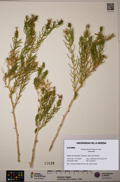 Mutisia acerosa [Espécimen: ULS:ULS:0023833]