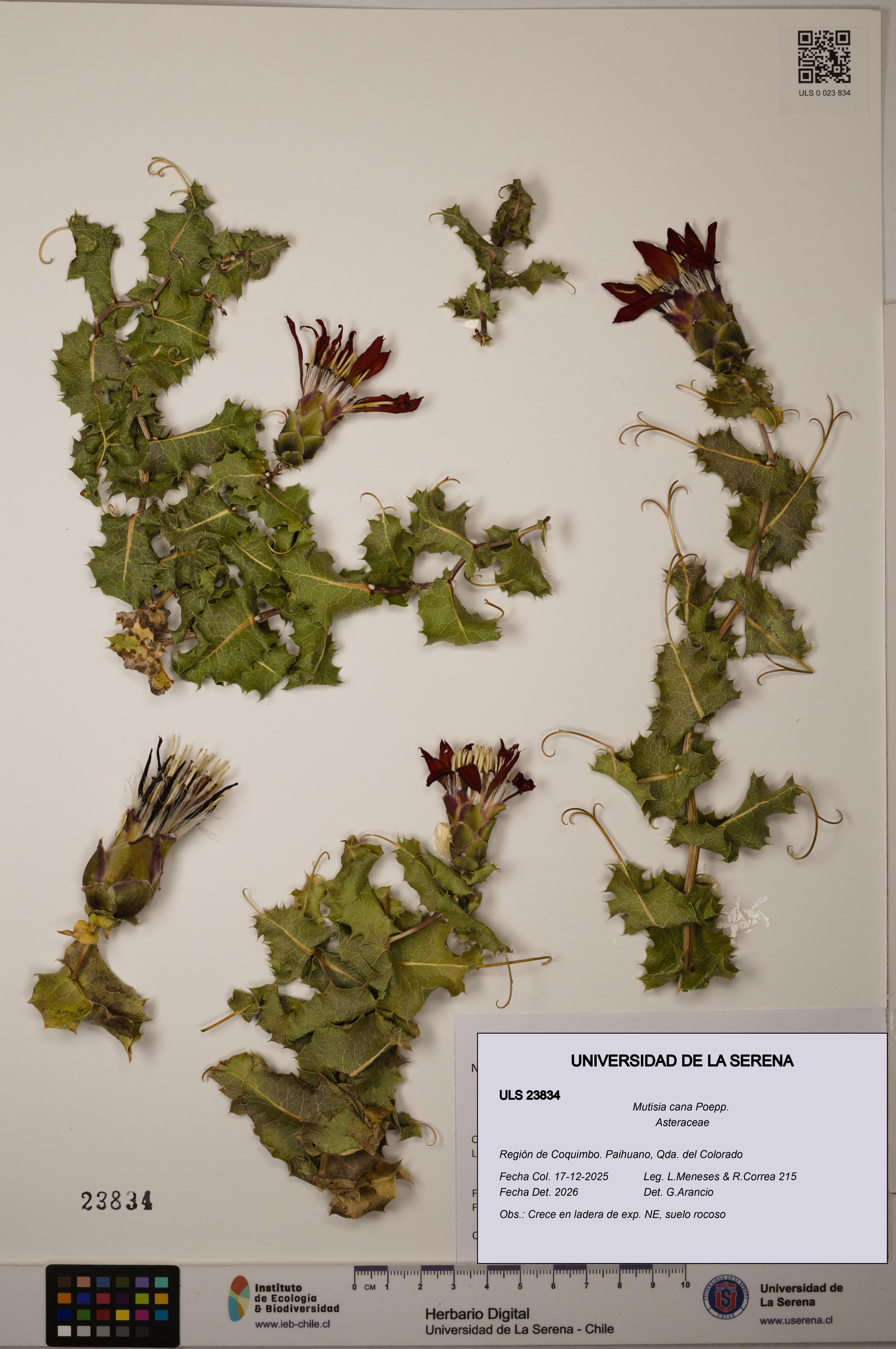 Mutisia cana [Espécimen: ULS:ULS:0023834]