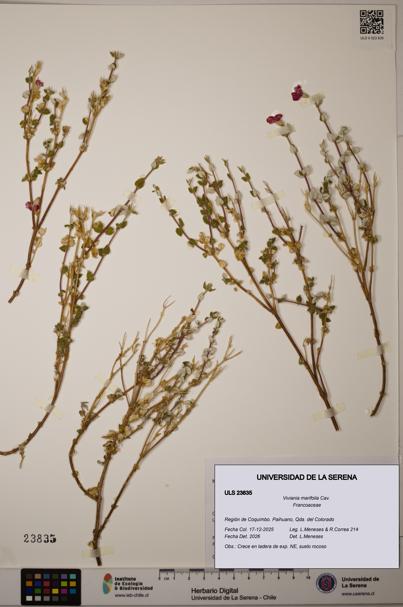 Viviania marifolia [Espécimen: ULS:ULS:0023835]