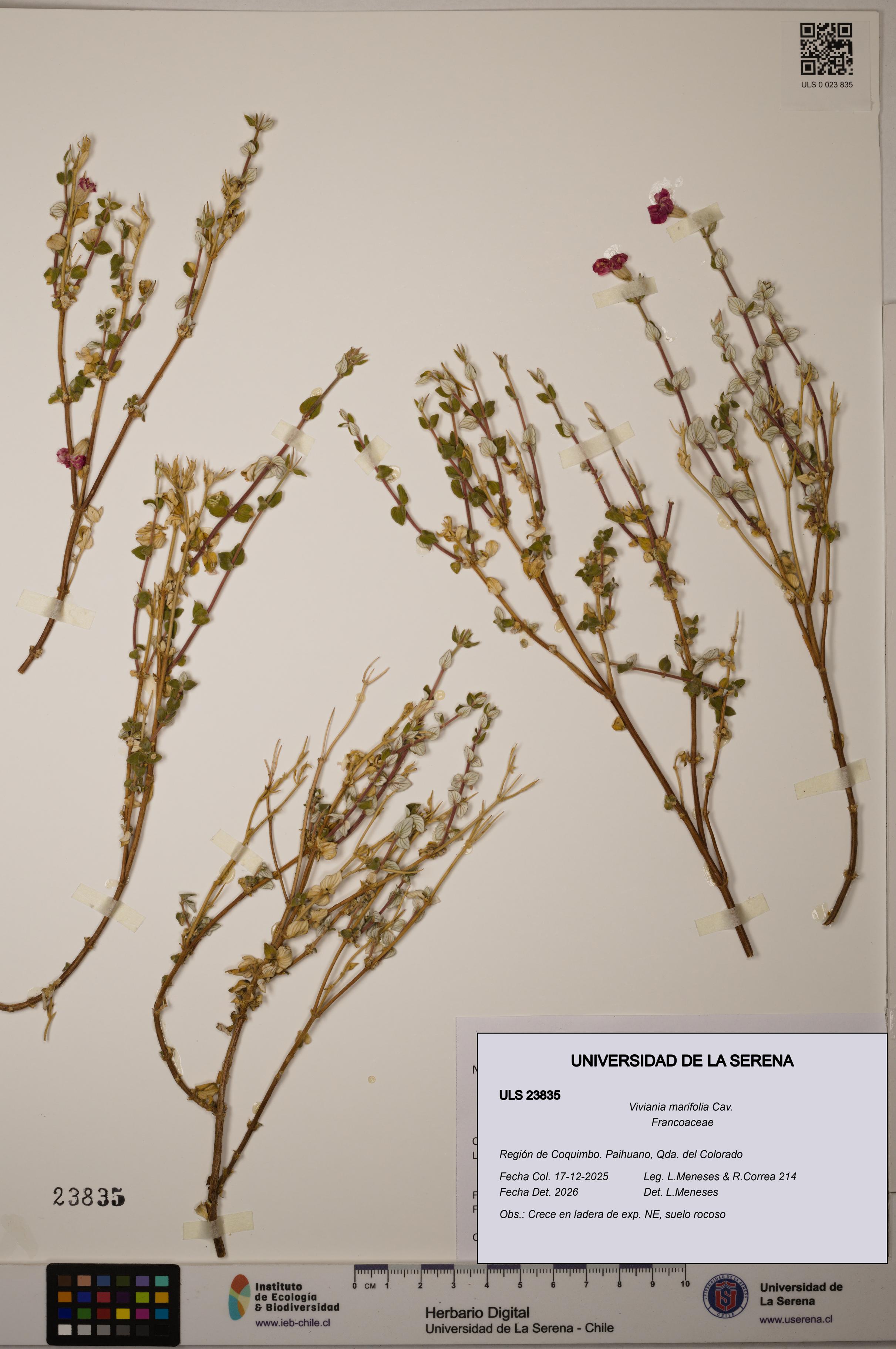 Viviania marifolia [Espécimen: ULS:ULS:0023835]