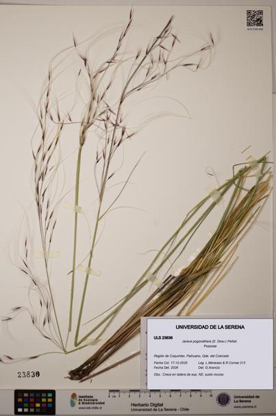 Jarava pogonathera [Espécimen: ULS:ULS:0023836]